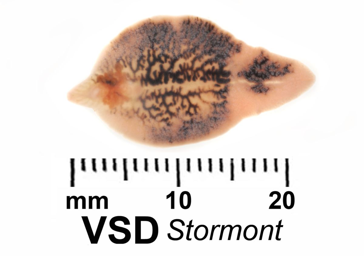 control-of-liver-fluke-and-rumen-fluke-infection-in-sheep-and-cattle-in